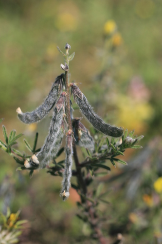 Image of Melolobium aethiopicum by (c) Jacques van der Merwe, some rights reserved (CC BY-SA)