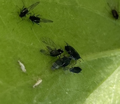 iNaturalist observation photo of Aphis