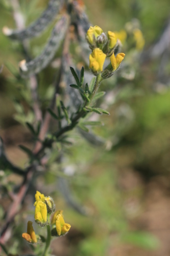 Image of Melolobium aethiopicum by (c) Jacques van der Merwe, some rights reserved (CC BY-SA)
