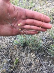 Erigeron linearis