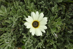 Arctotis stoechadifolia