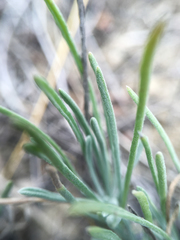 Erigeron linearis