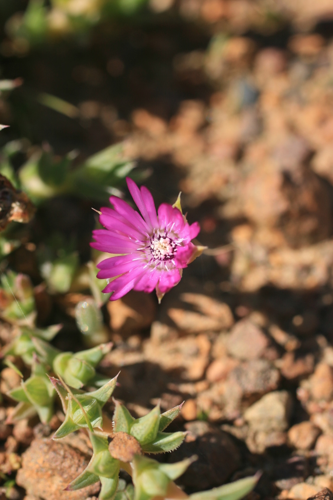 Antimima microphylla, Cape Farms, Cape Town, South Africa