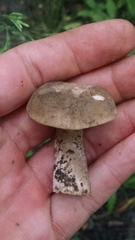 Lactifluus gerardii