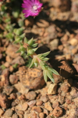 Antimima microphylla
