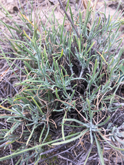 Erigeron linearis