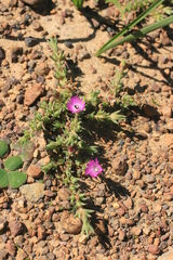 Antimima microphylla