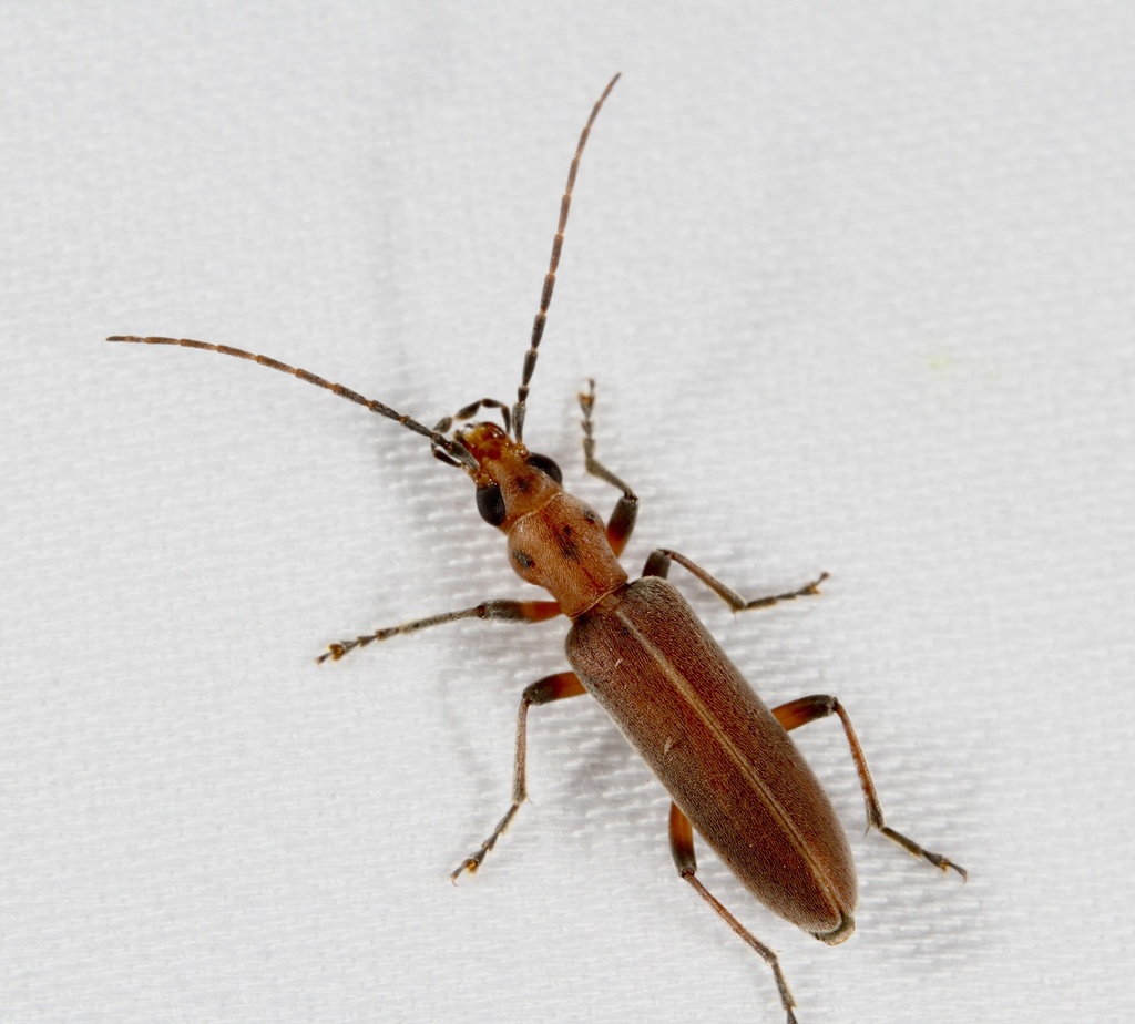 false blister beetle