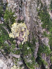 Xanthoria parietina