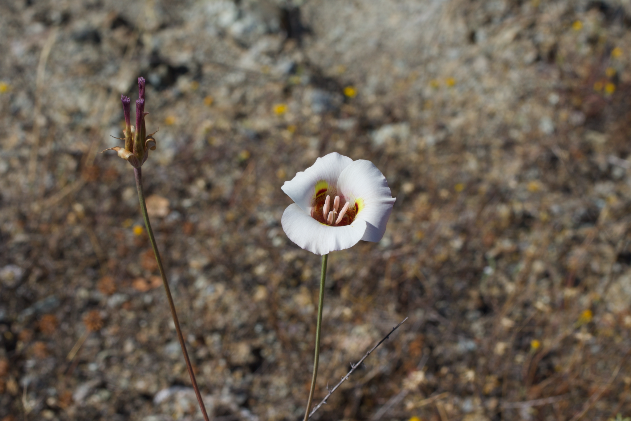 Image of Calochortus argillosus by (c) Arvel Hernandez, some rights reserved (CC BY)