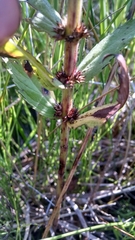 Lycopus asper