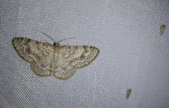 Hydrelia sylvata