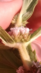 Lycopus asper