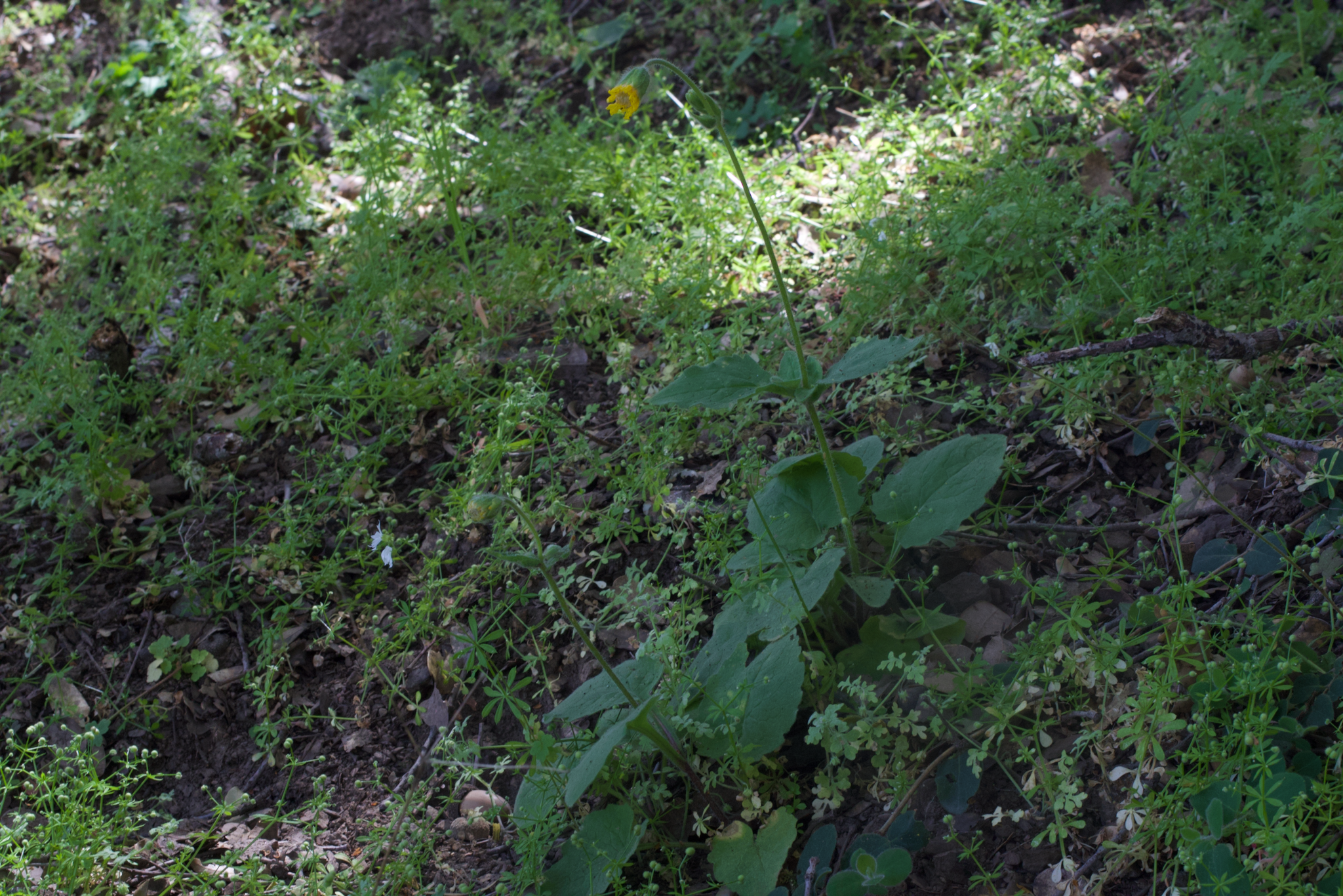 Image of Arnica discoidea by (c) Arvel Hernandez, some rights reserved (CC BY)