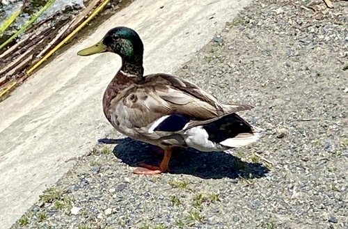 iNaturalist observation photo of Mallard