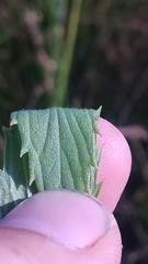 Lycopus asper