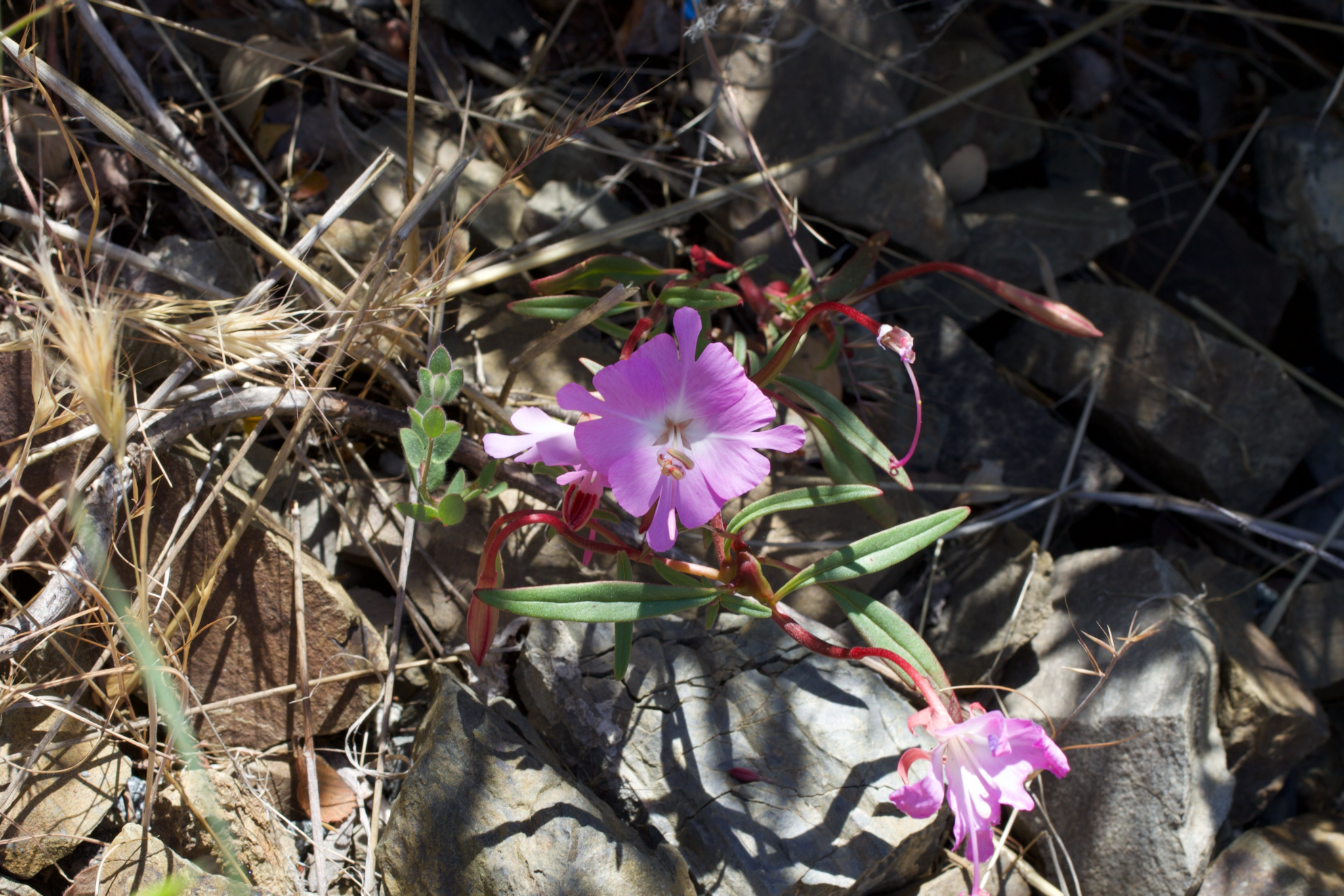 Image of Clarkia breweri by (c) Arvel Hernandez, some rights reserved (CC BY)