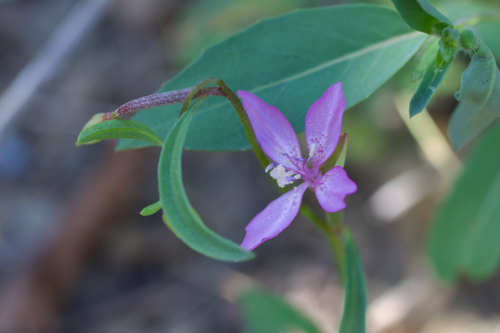 Waltham Creek clarkia (Clarkia modesta)