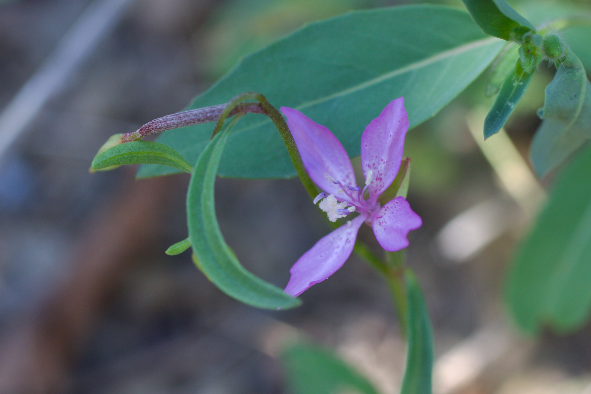 Waltham Creek Clarkia (Clarkia modesta)
