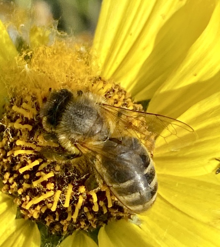 iNaturalist observation photo of Western Honey Bee