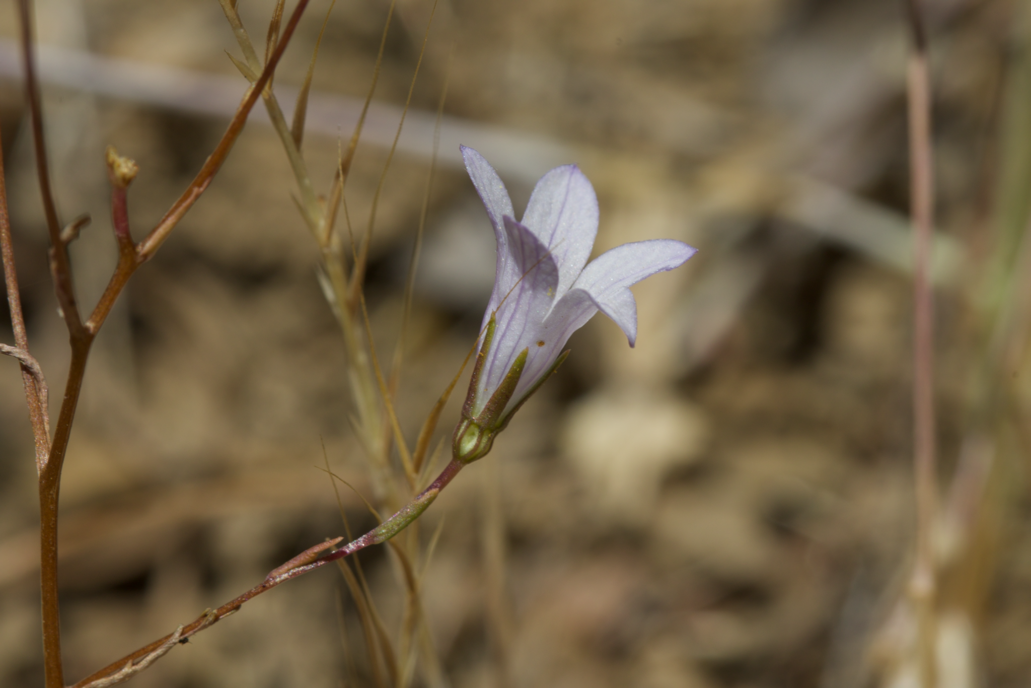 Image of Ravenella exigua by (c) Arvel Hernandez, some rights reserved (CC BY)