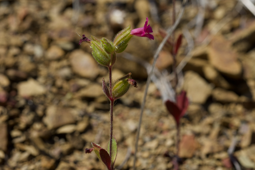 Bolander's monkeyflower (Diplacus bolanderi)
