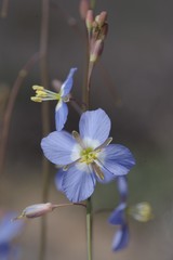 Heliophila lactea