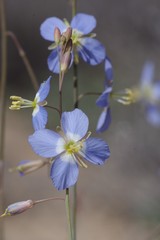 Heliophila lactea