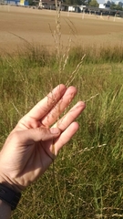 Sporobolus rigidus magnus