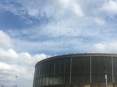 Columba livia domestica