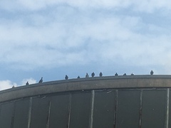 Columba livia domestica