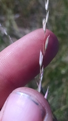 Sporobolus rigidus magnus