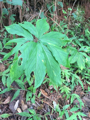 Arisaema macrospathum