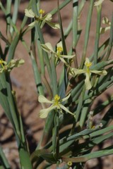 Moraea schlechteri
