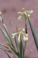 Moraea schlechteri