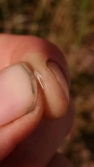 Sporobolus rigidus magnus