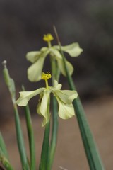 Moraea schlechteri
