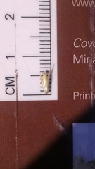 Sporobolus rigidus magnus