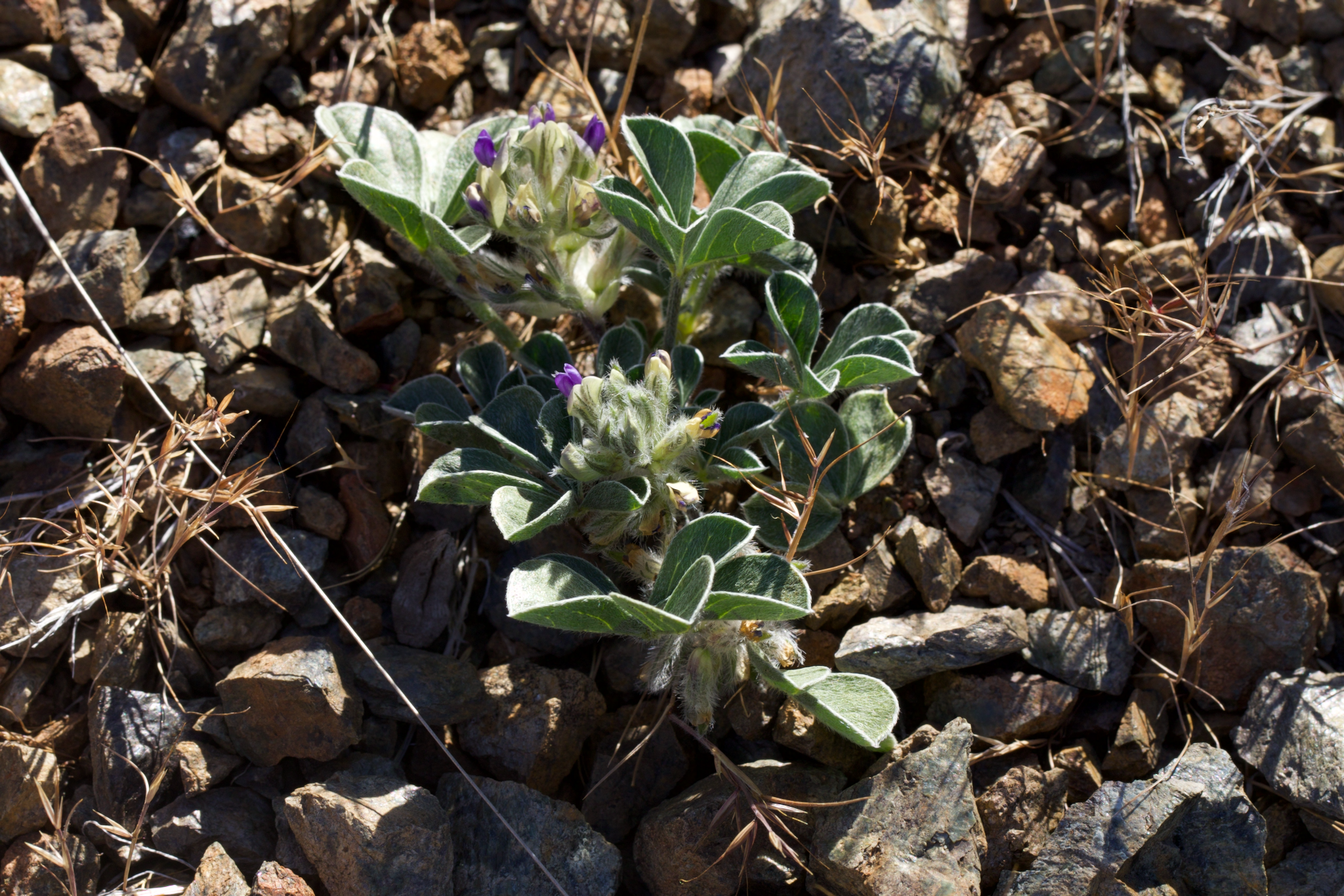 Image of Pediomelum californicum by (c) Arvel Hernandez, some rights reserved (CC BY)