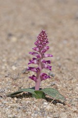 Lachenalia carnosa