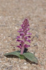 Lachenalia carnosa