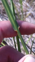 Sporobolus rigidus magnus