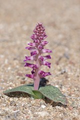 Lachenalia carnosa