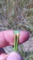 Sporobolus rigidus magnus