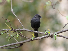 Melaenornis edolioides