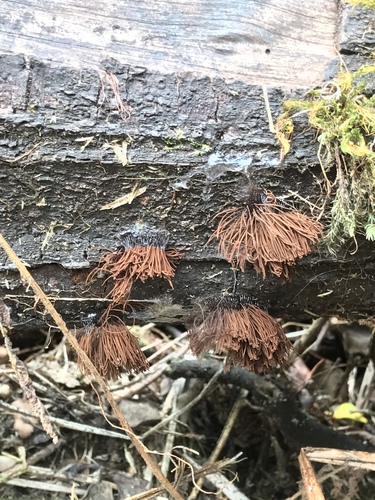 Stemonitis splendens observed 2017-08-09