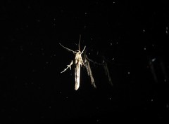 Stathmopoda plumbiflua