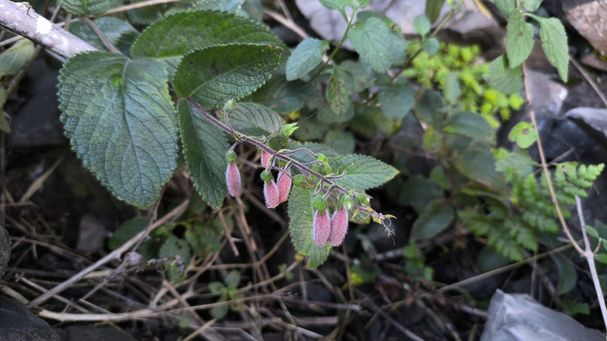 Sinningia sellovii