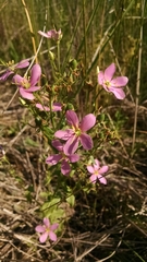 Sabatia angularis