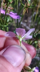 Sabatia angularis